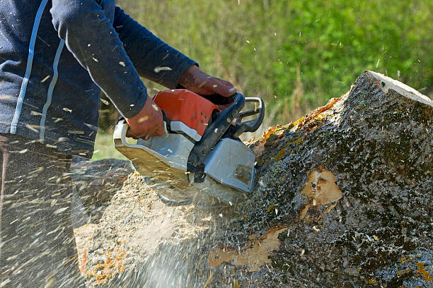 How Our Tree Care Process Works  in  Orion, IL